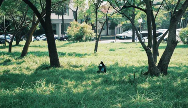 健康咨询套餐适用条件及选择依据说明